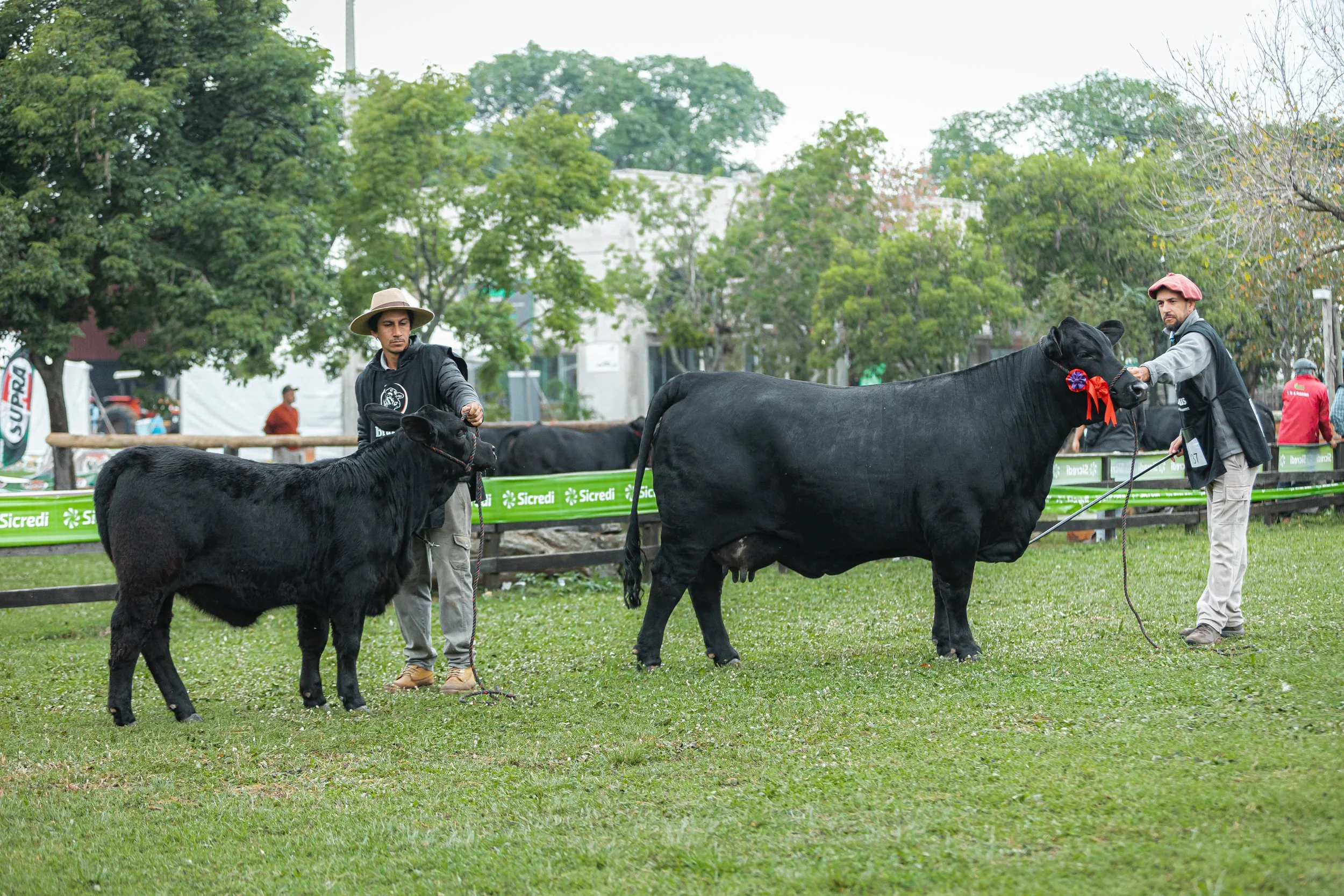 Julgamento Argola