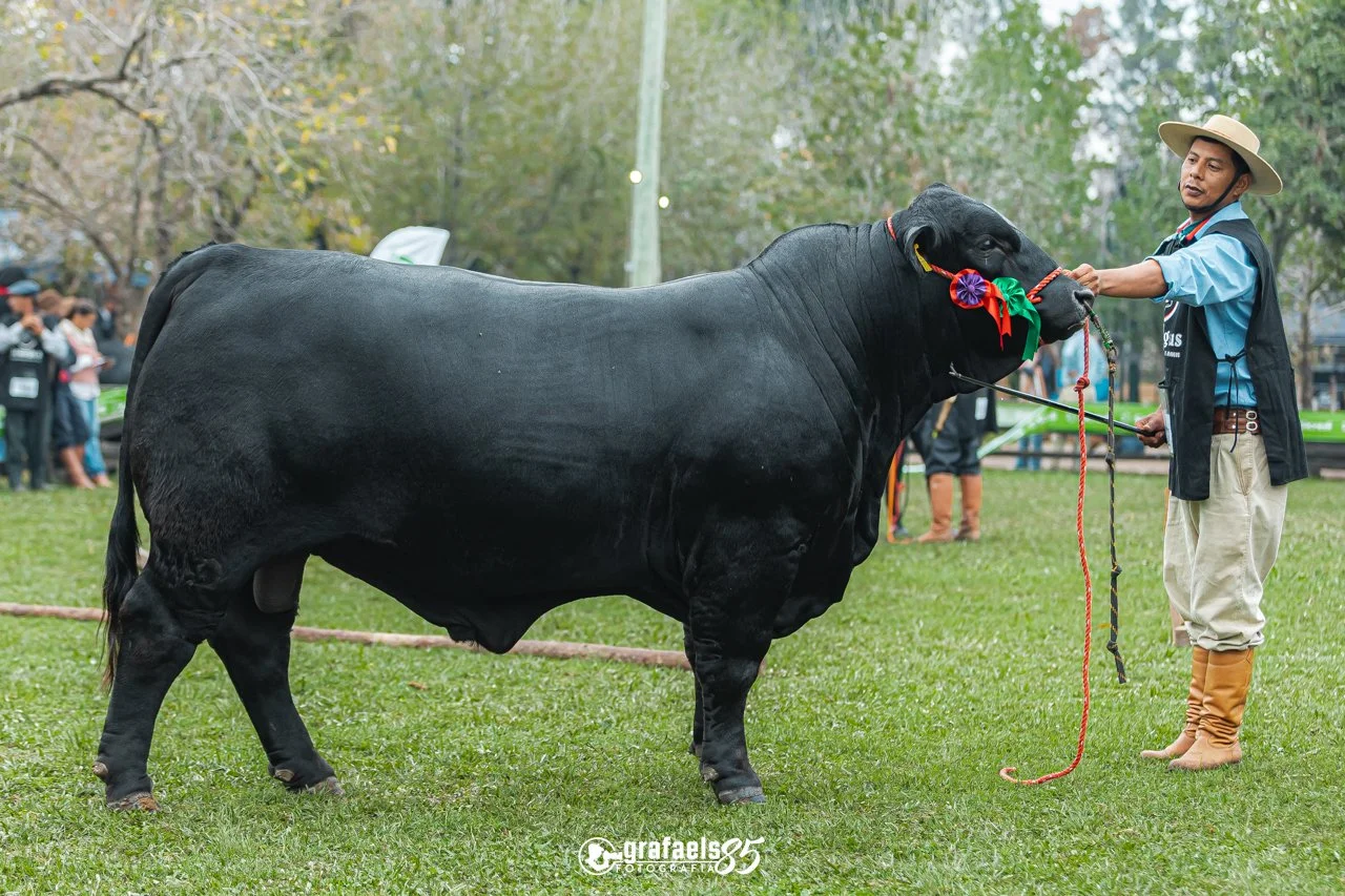 Julgamento Argola