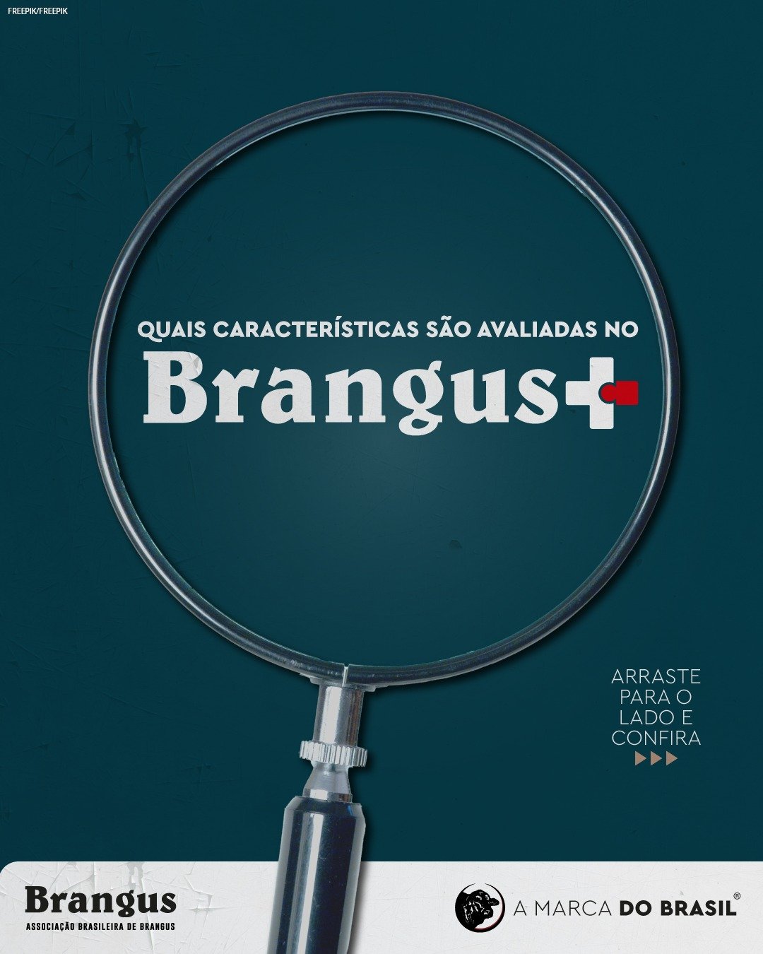 Voc&ecirc; sabe quais s&atilde;o as caracter&iacute;sticas avaliadas pelo Brangus+? O programa de melhoramento da ABB garante ao criador uma s&eacute;rie de informa&ccedil;&otilde;es sobre os animais que s&atilde;o essenciais para proceder com a sele