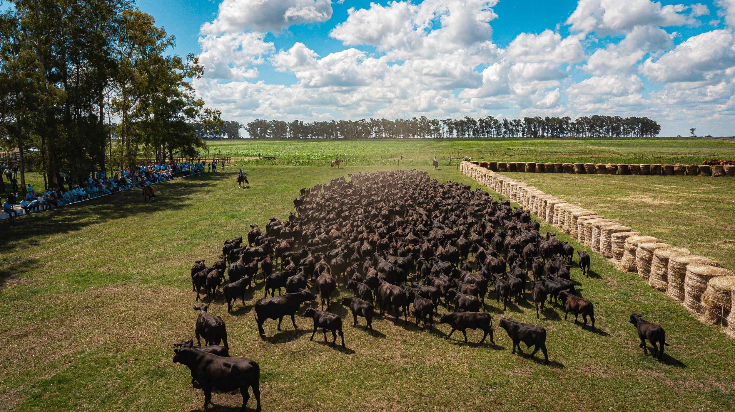 GENÉTICA, ORIGEM E RESPONSABILIDADE: Atributos cada vez mais valorizados pelo mercado da carne - pecuária brasileira em destaque na mídia internacional