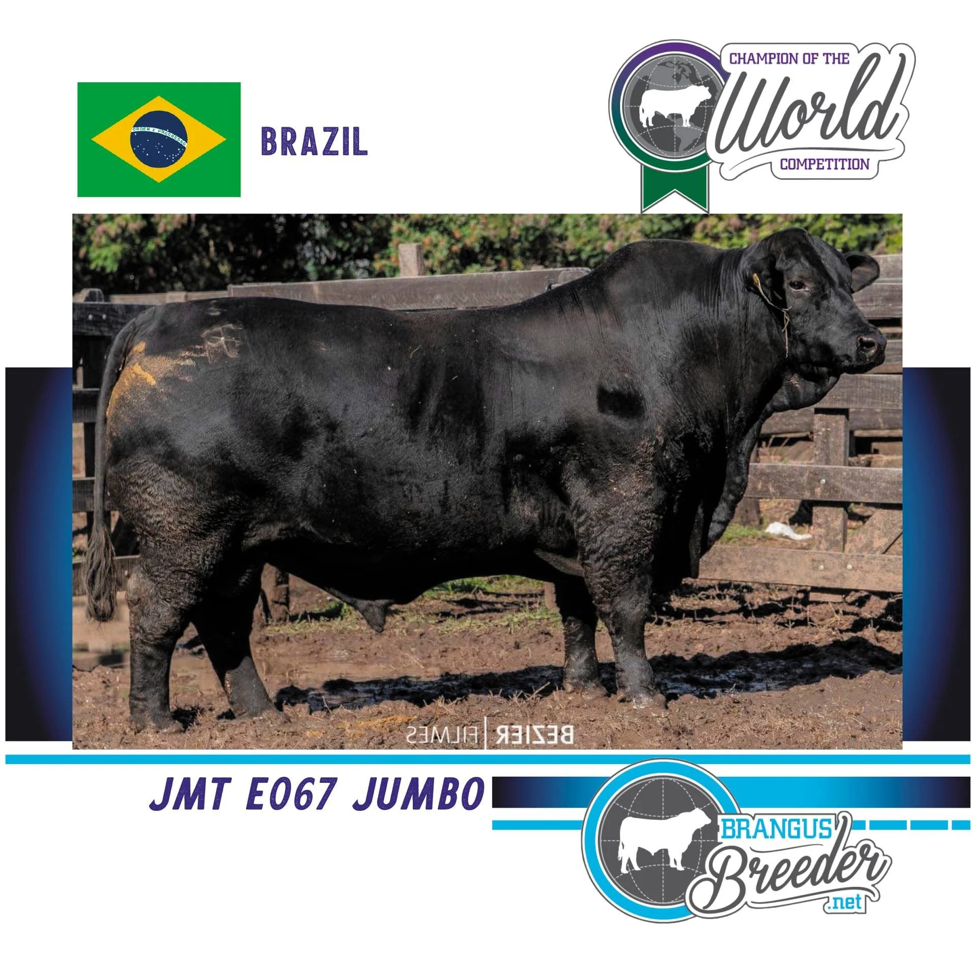 Brangus: touro brasileiro da JMT é escolhido melhor do continente Brangus: touro brasileiro da JMT é escolhido melhor do continente