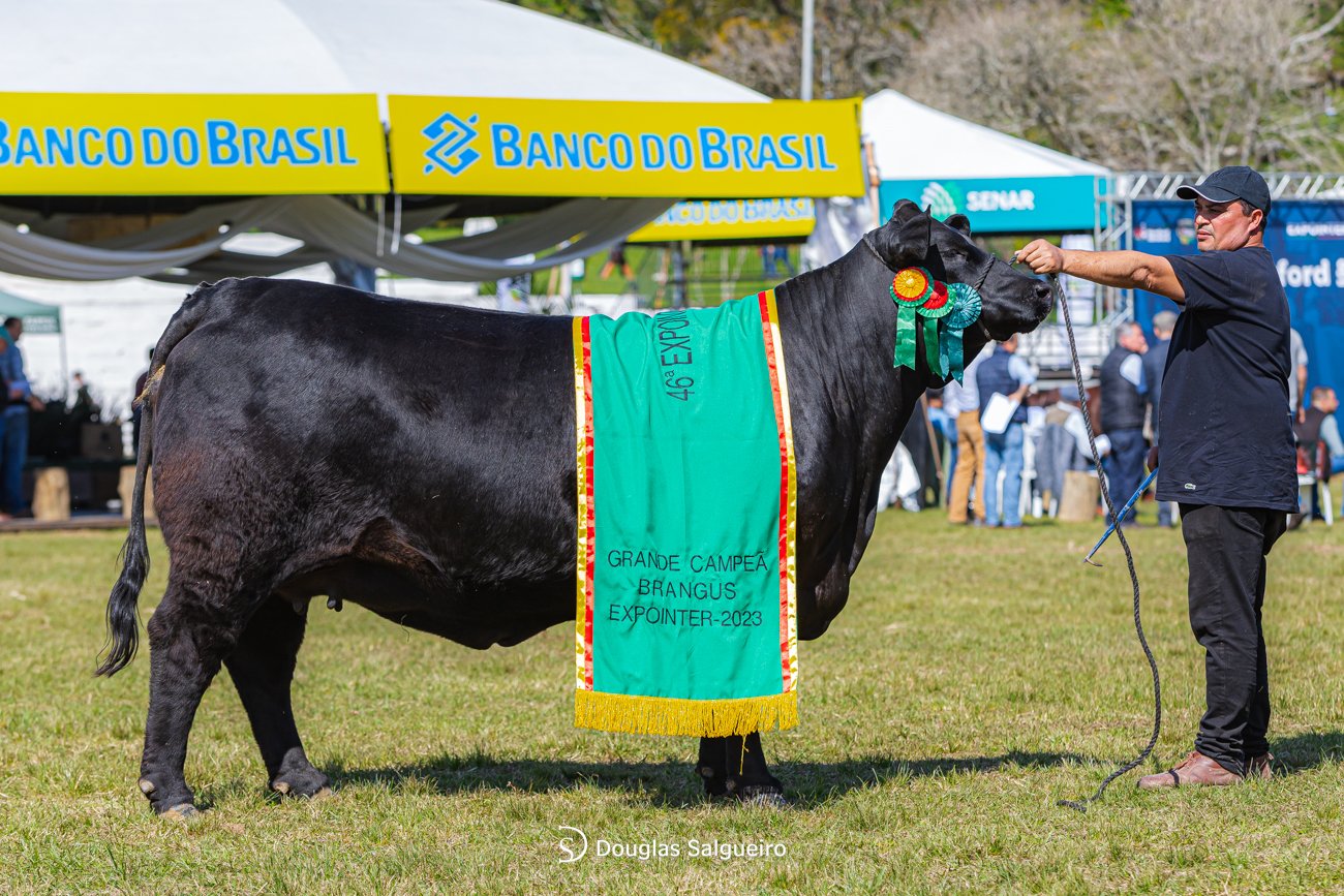  Grande Campeã -  Tat. TEIB107   Criador:  Luiz Antônio Venker de Menezes, Cabanha 4 Linhas  