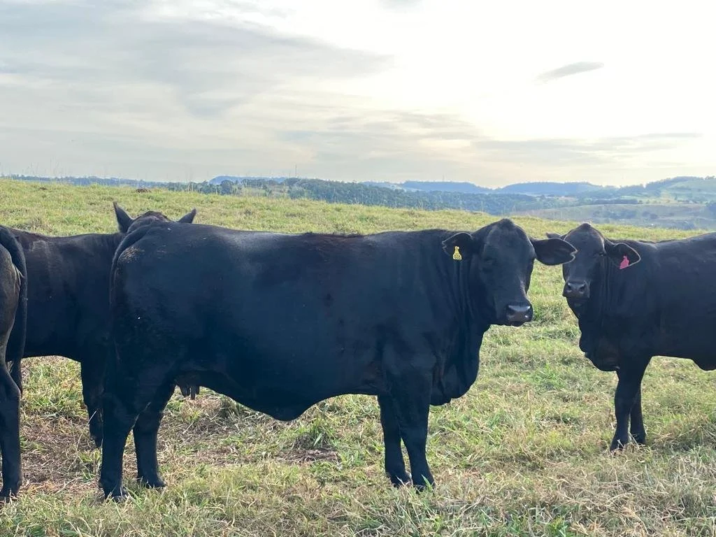 Raça Brangus vem crescendo no Paraná
