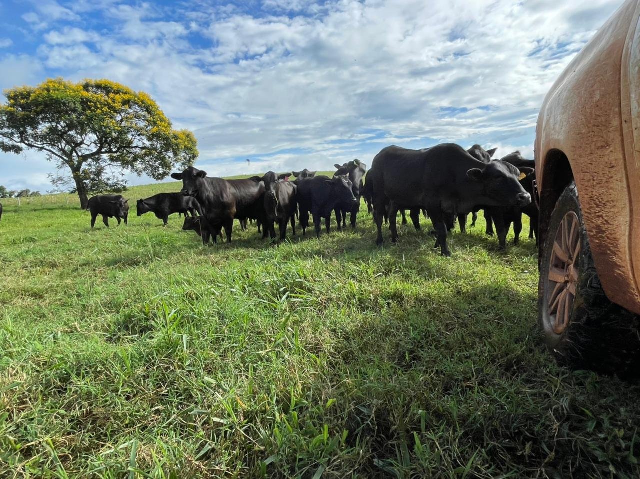 Raça Brangus vem crescendo no Paraná