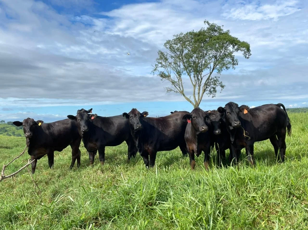 Raça Brangus vem crescendo no Paraná