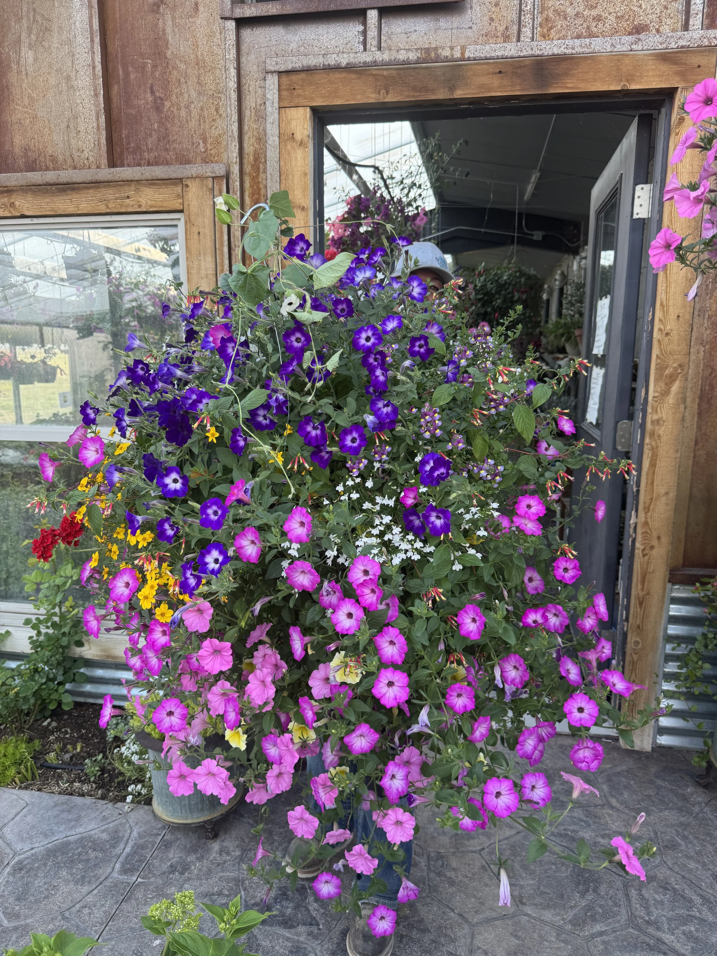 16" Moss Basket Pre Order