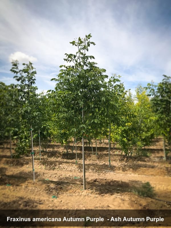 autumn purple ash.jpg (Copy) (Copy)