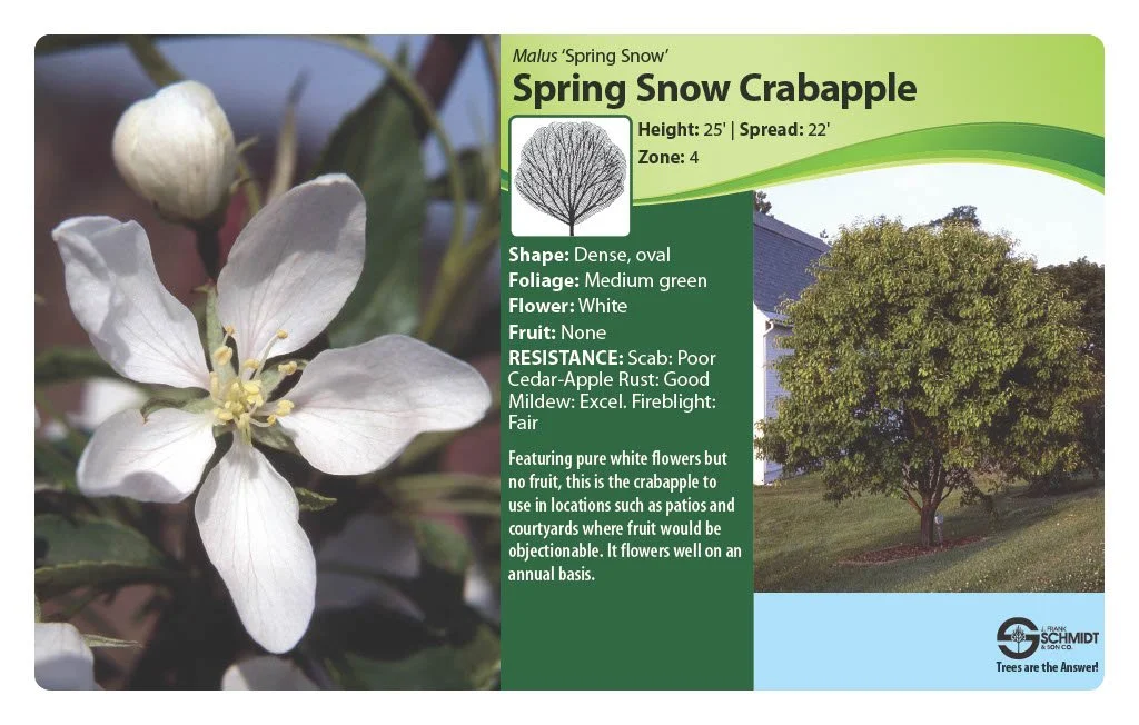 Spring Snow Crabapple (2).jpg (Copy)