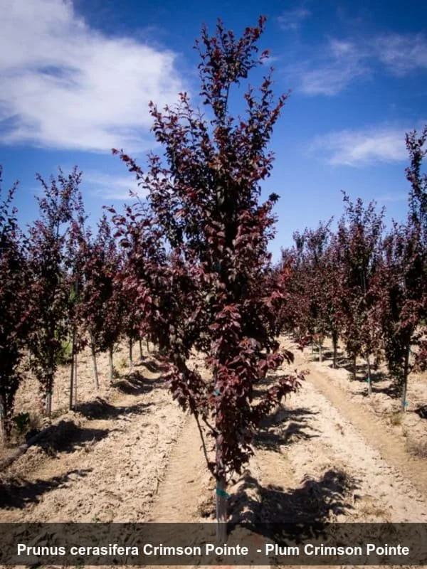 crimsonpointe flowering plum.jpg (Copy)