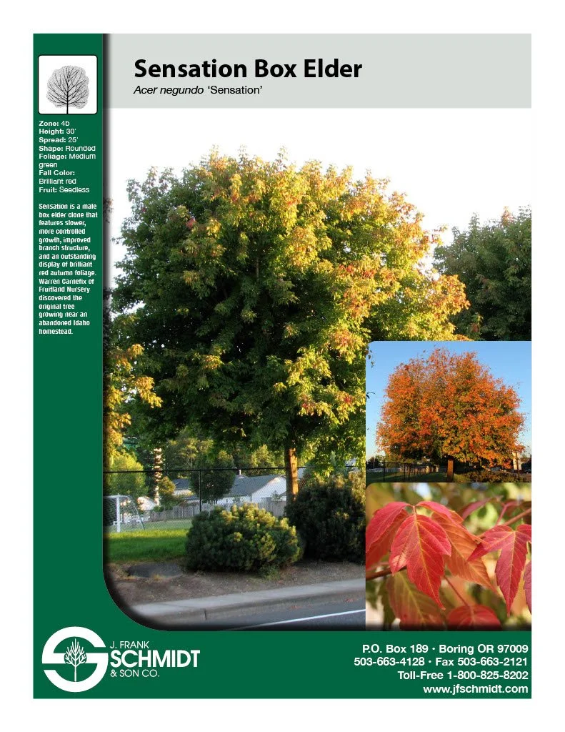 Sensation Box Elder.jpg (Copy)