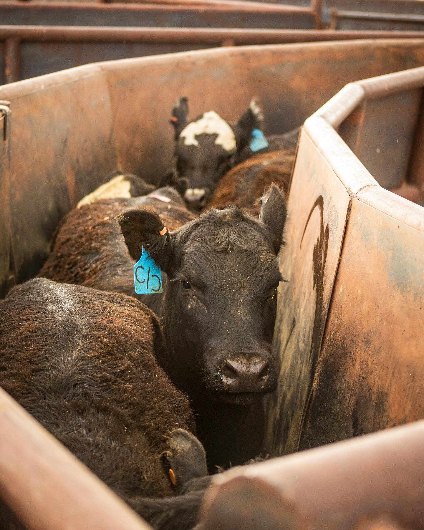 Haven&rsquo;t done a photo of the day in a while! Heifers waiting their turn to be AI&rsquo;d. Artificial Insemination that is 😉😉. 
 My website will be relaunching soon and I&rsquo;m so excited to finally have a place where people can purchase prin