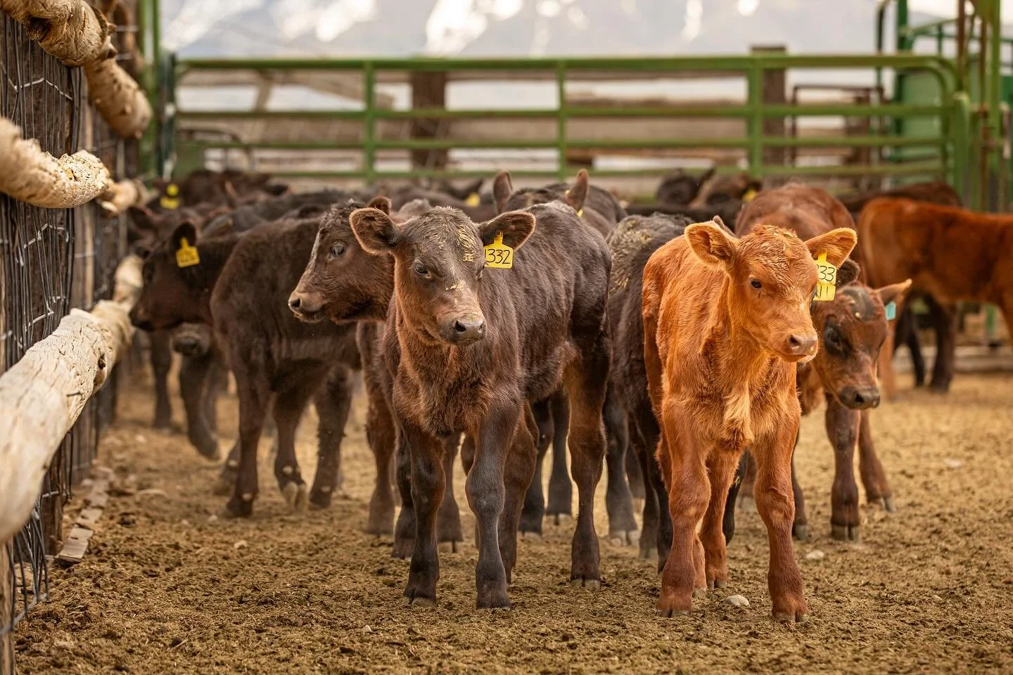 It&rsquo;s been a while since I shared! A springtime branding photo I took.

#calves #ranchinglife #ranching #westernphotography #westernlifeandstyle