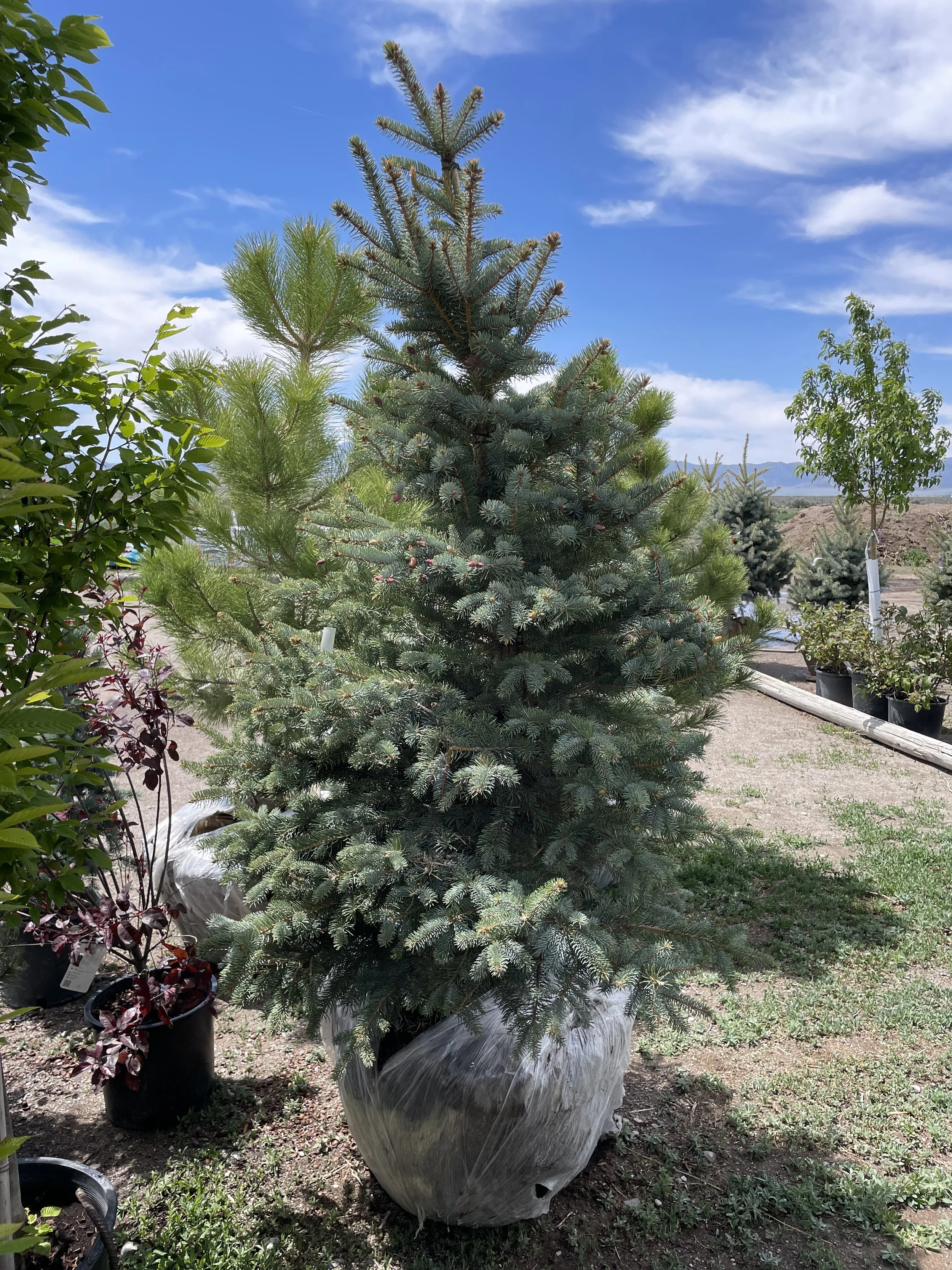 Photo May 23 2025, 11 21 11 AM.jpg