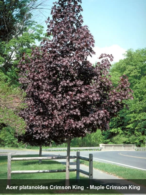 crimsonkingmaple.jpg (Copy)