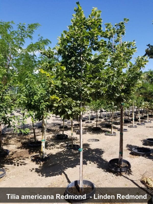 redmond linden.jpg