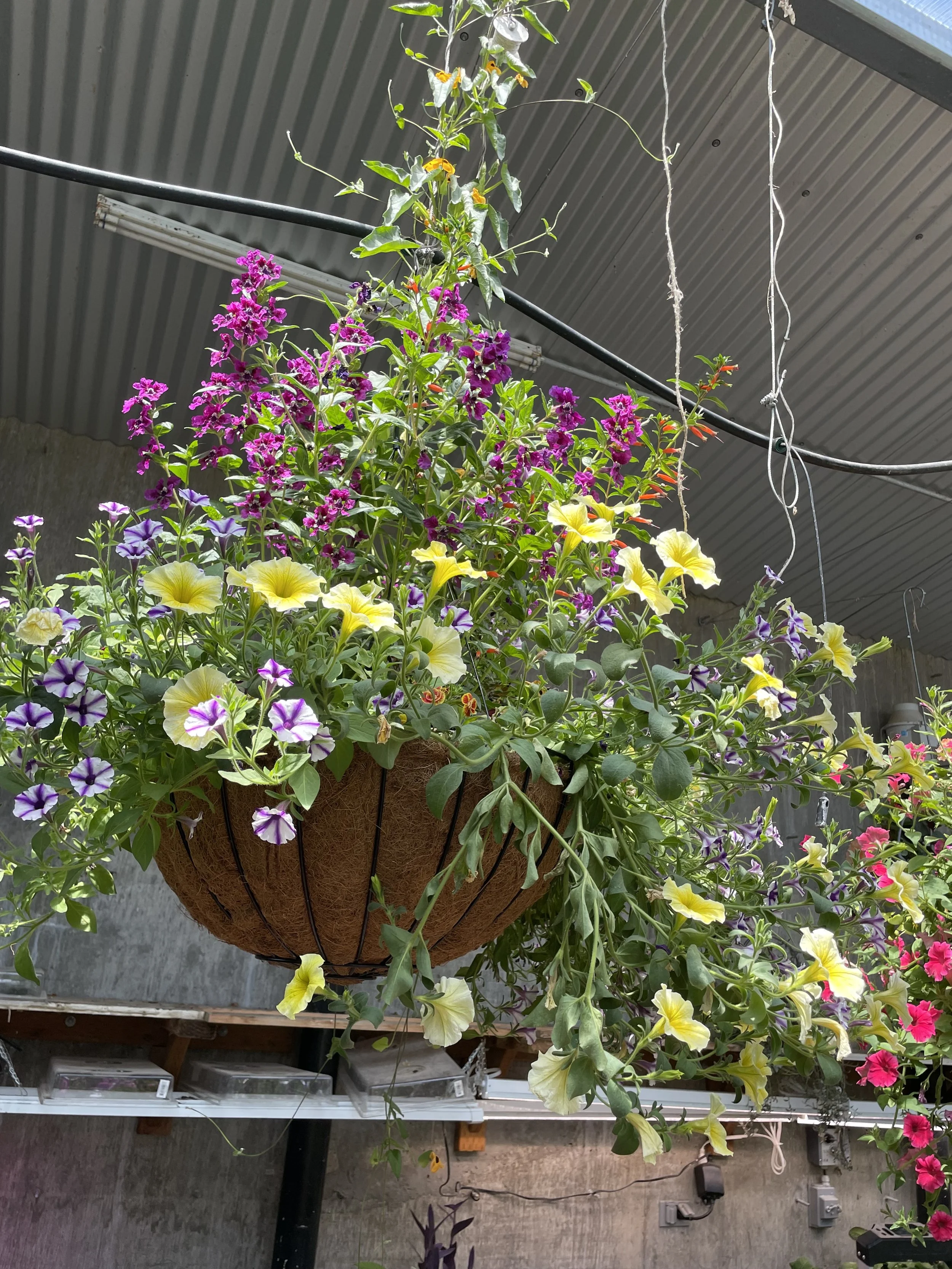 Photo May 30 2025, 1 48 22 PM.jpg