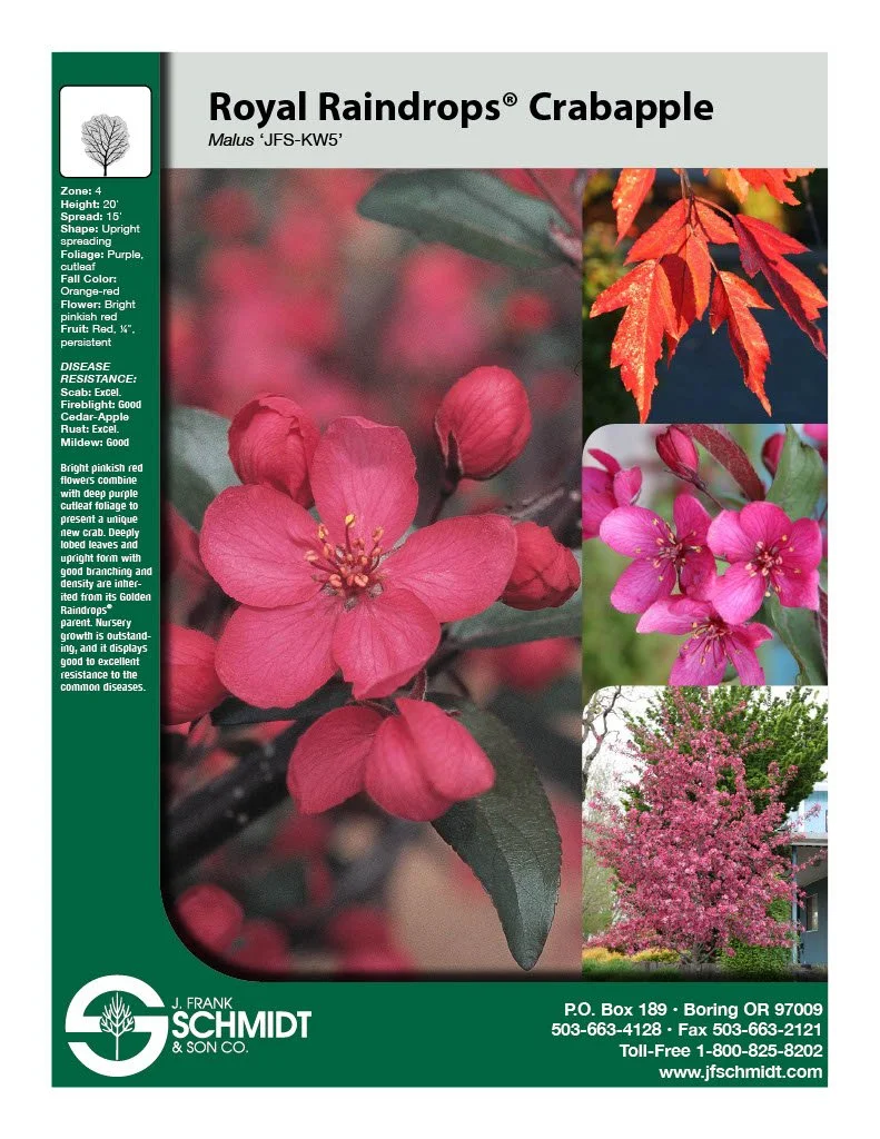 Royal Raindrops Crabapple.jpg (Copy)