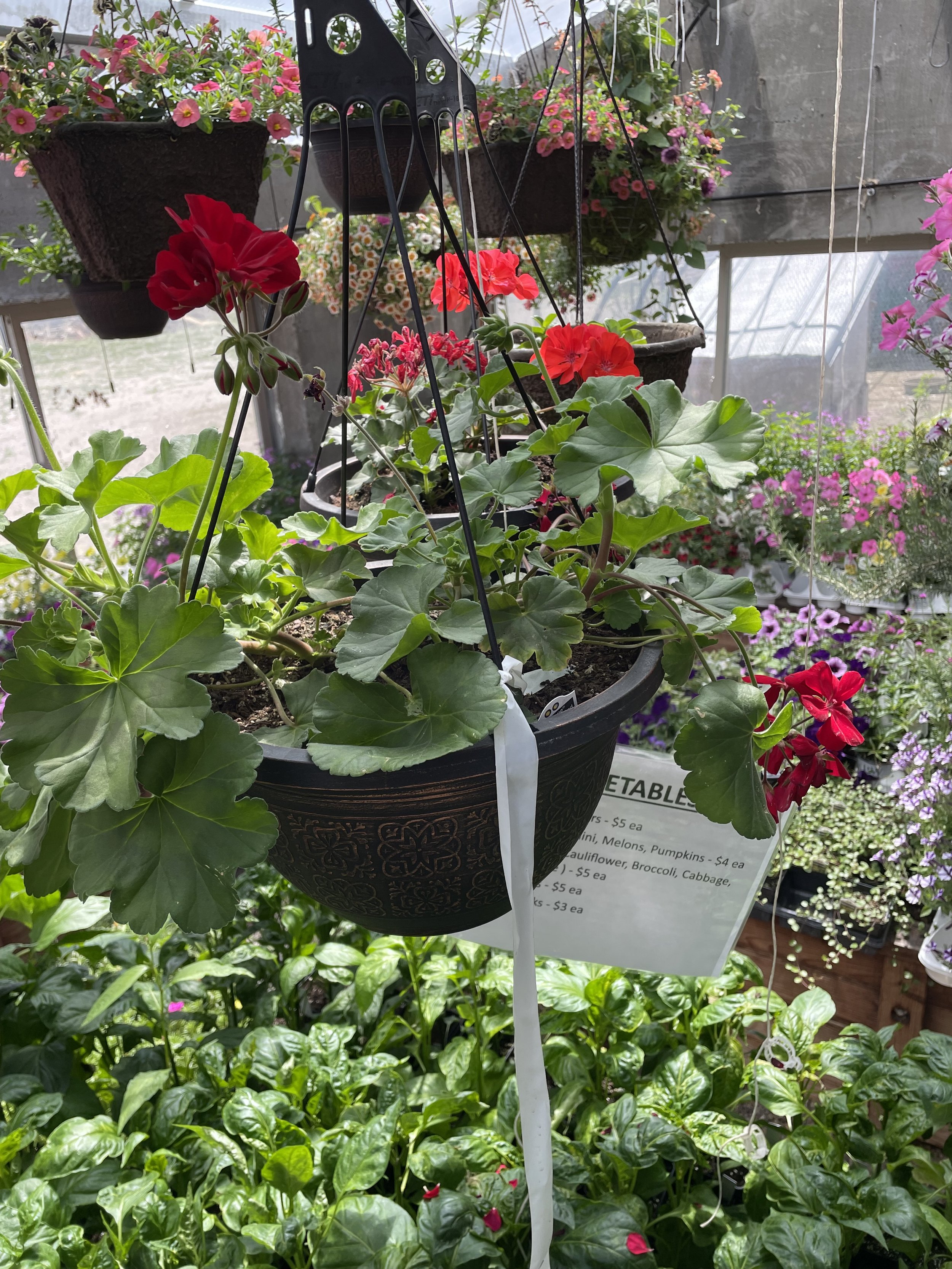 12" Plastic Hanging Basket Geraniums Only PreOrder