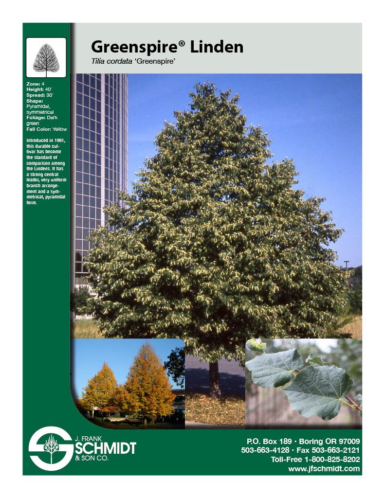 Greenspire Linden (Tillia cordata Greenspire) #10