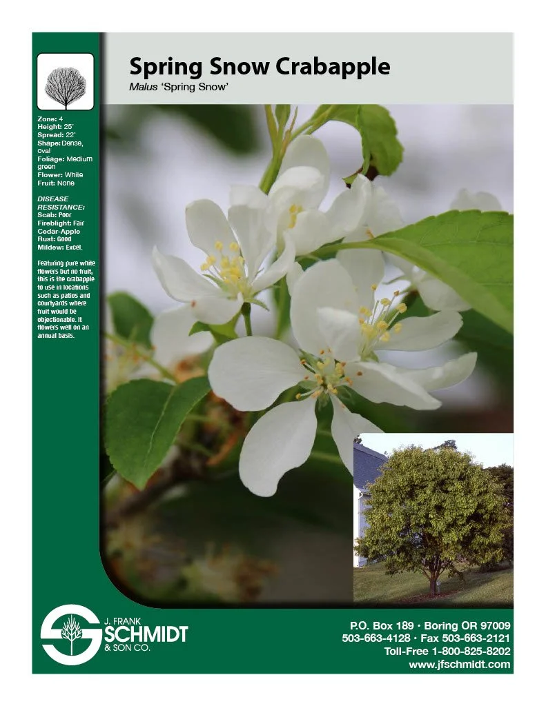 Spring Snow Crabapple.jpg (Copy)