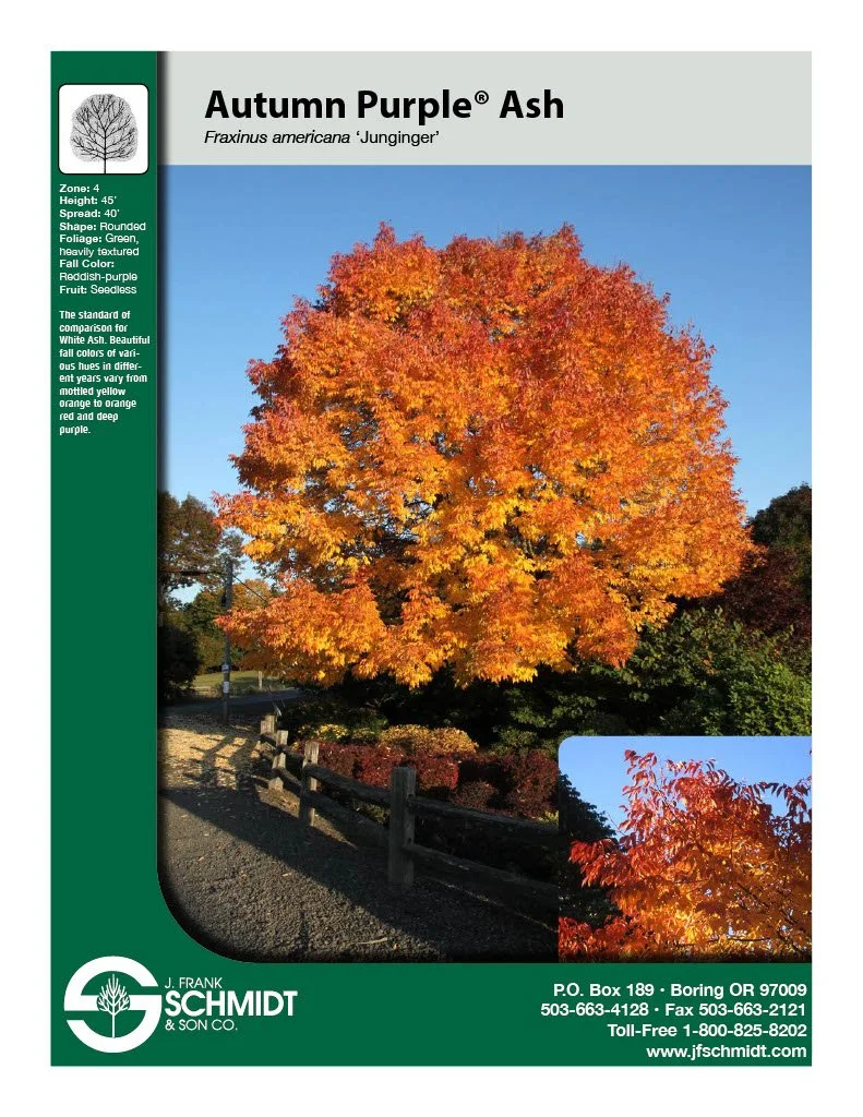 Autumn Purple Ash (2).jpg (Copy) (Copy)