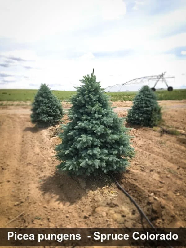 Colorado Spruce (Picea Pungens) 5' B&B