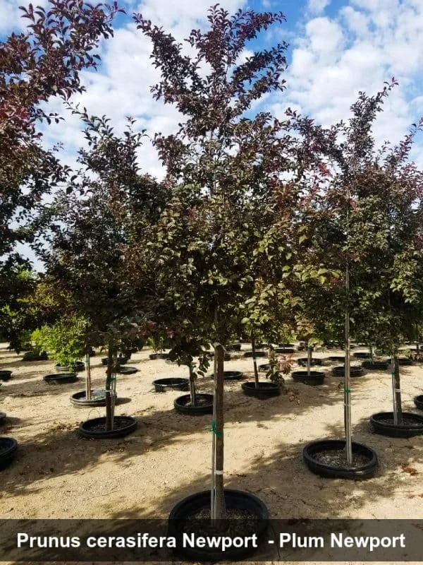 Newport Plum flowering 2.jpg (Copy)