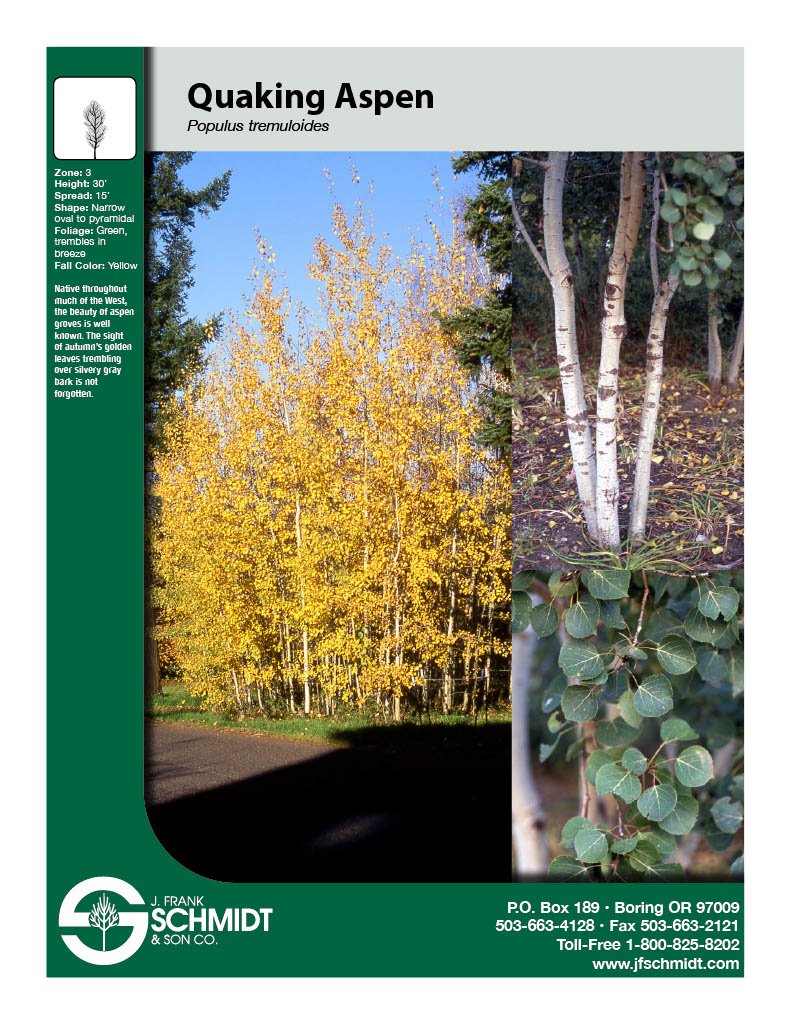 Quaking Aspen (Populus tremuloides) #10