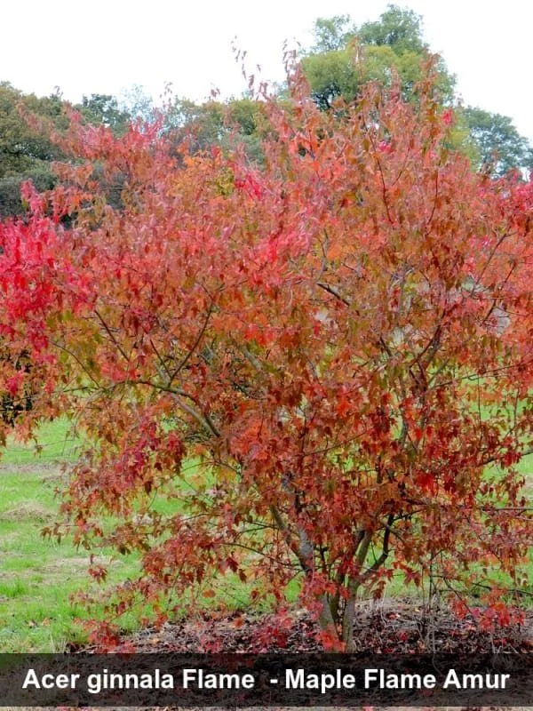 flame amur maple.jpg
