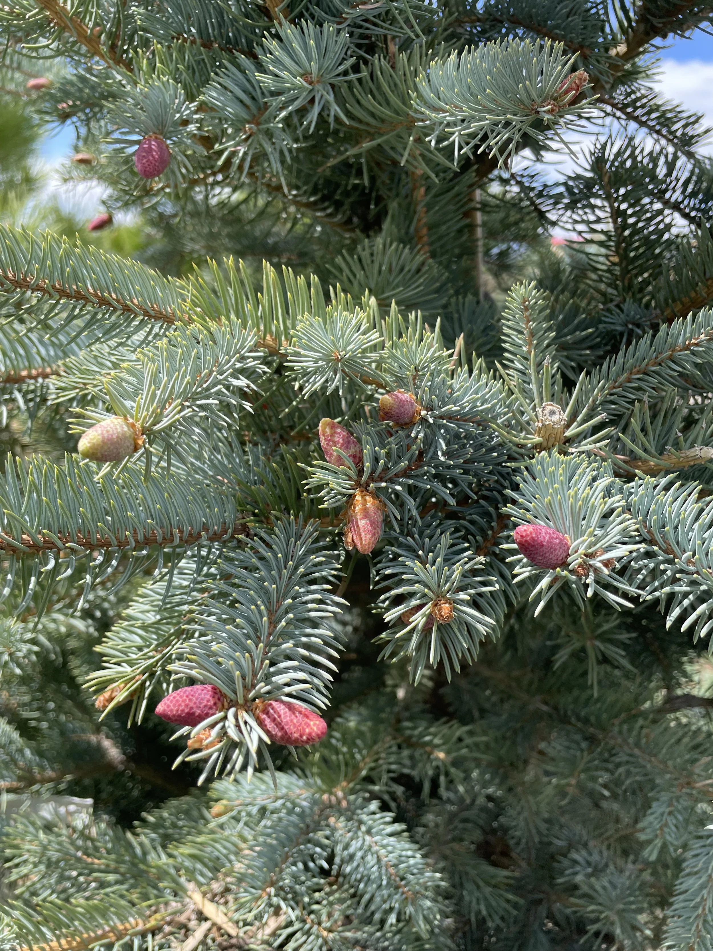 Photo May 23 2025, 11 21 02 AM.jpg