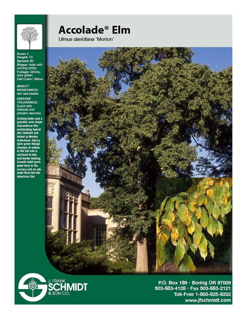 Accolade Elm (2).jpg