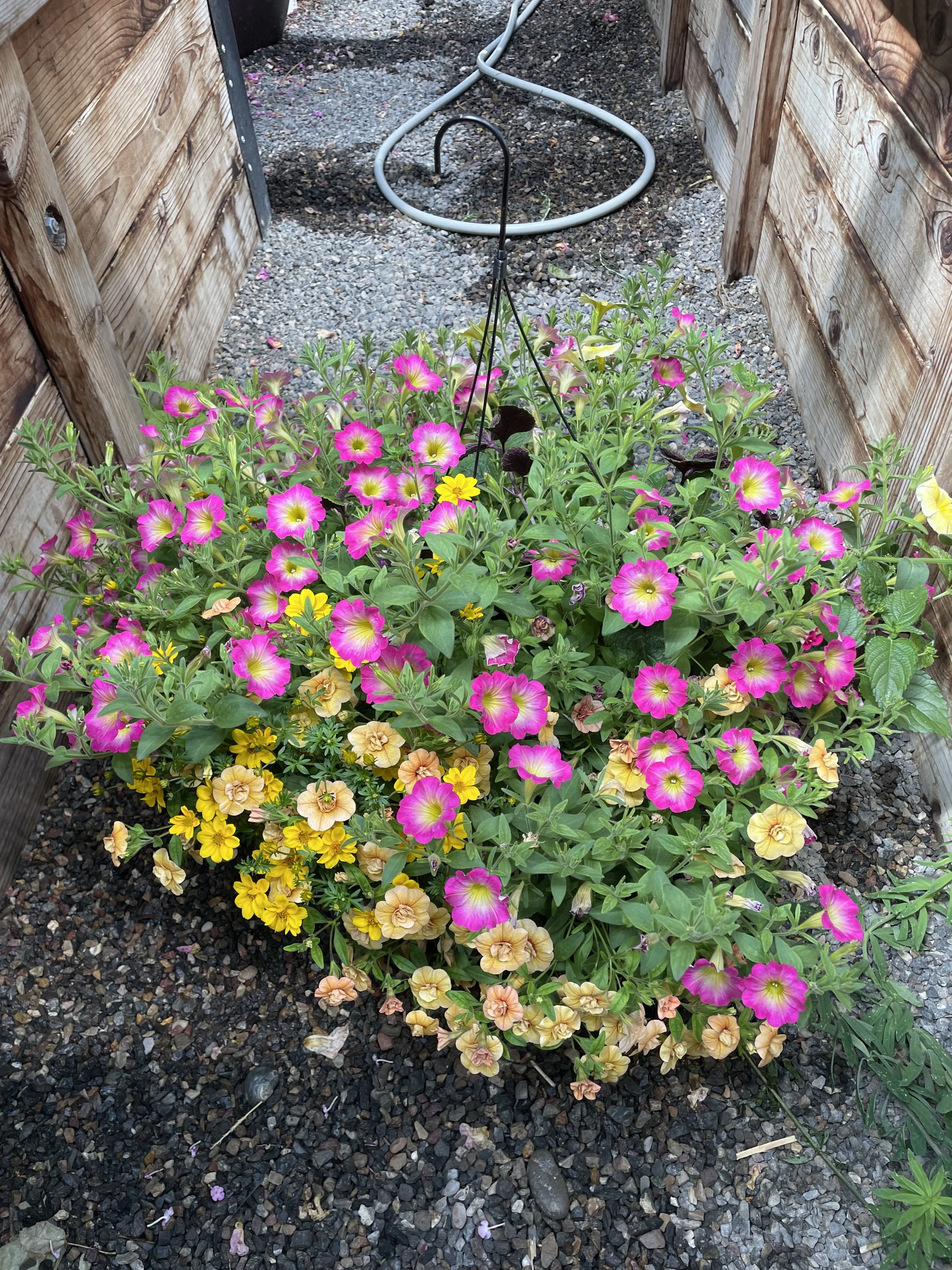 Photo May 19 2025, 2 51 39 PM.jpg