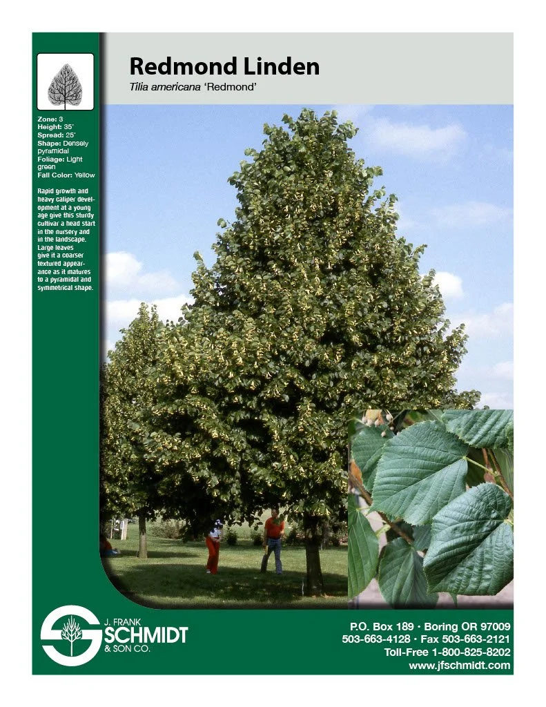 Redmond Linden (2).jpg