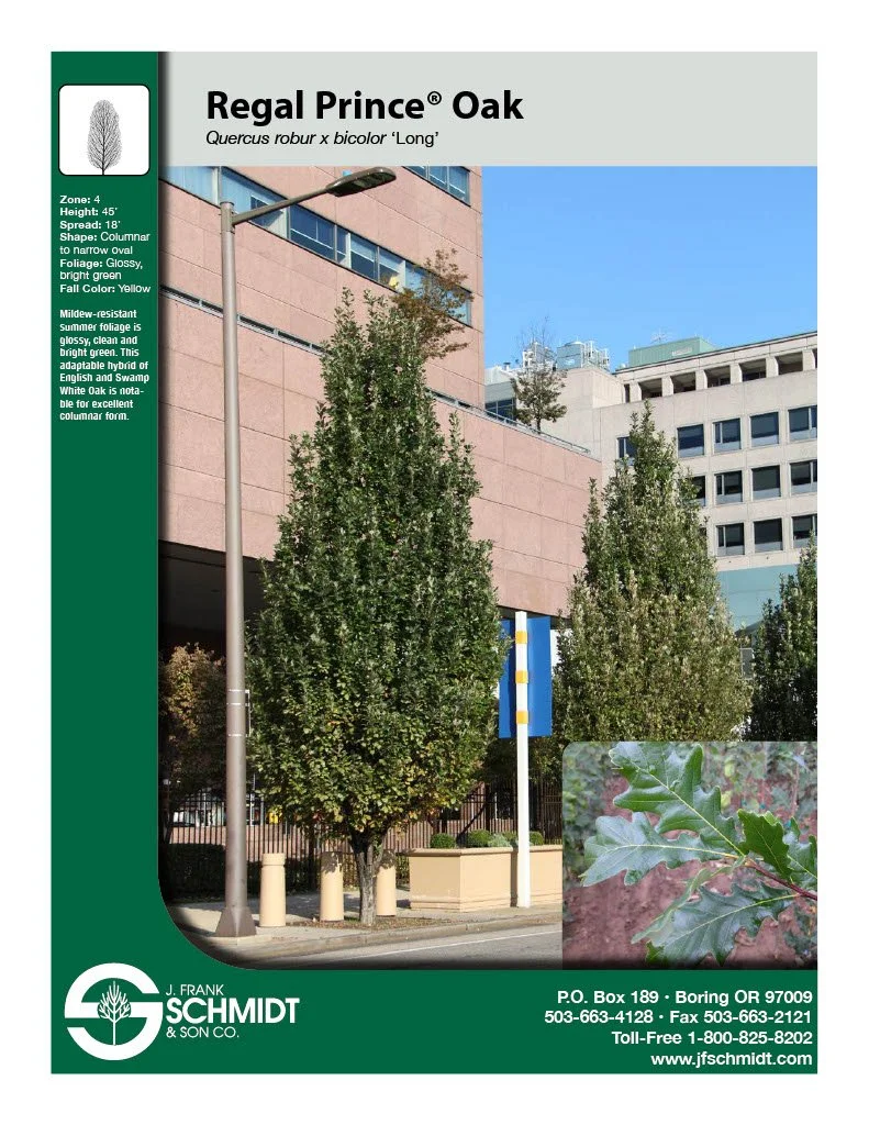 Regal Prince Oak.jpg