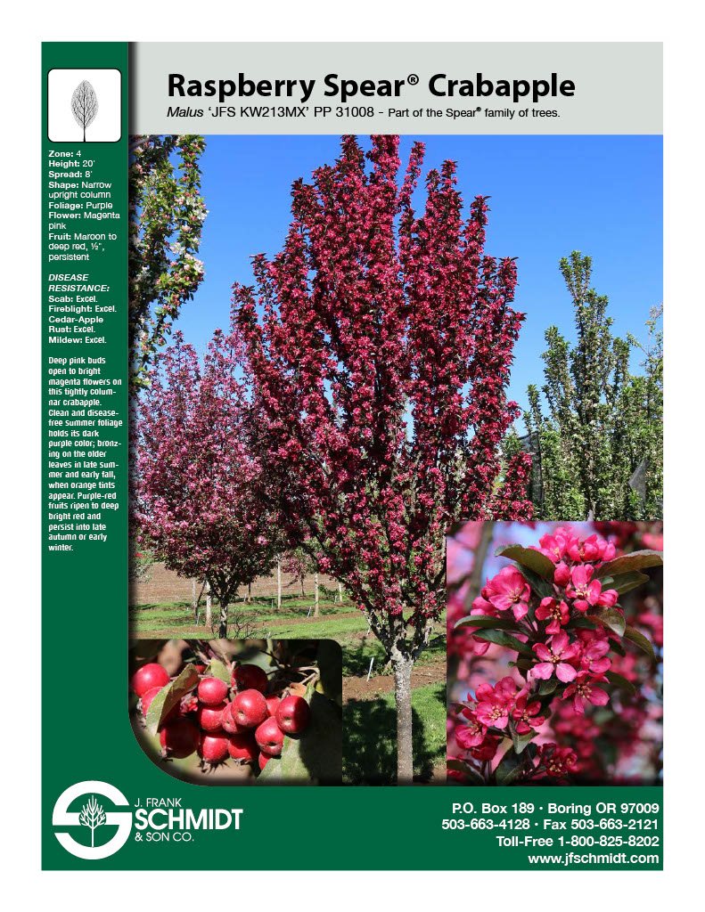 Raspberry Spear Crabapple.jpg
