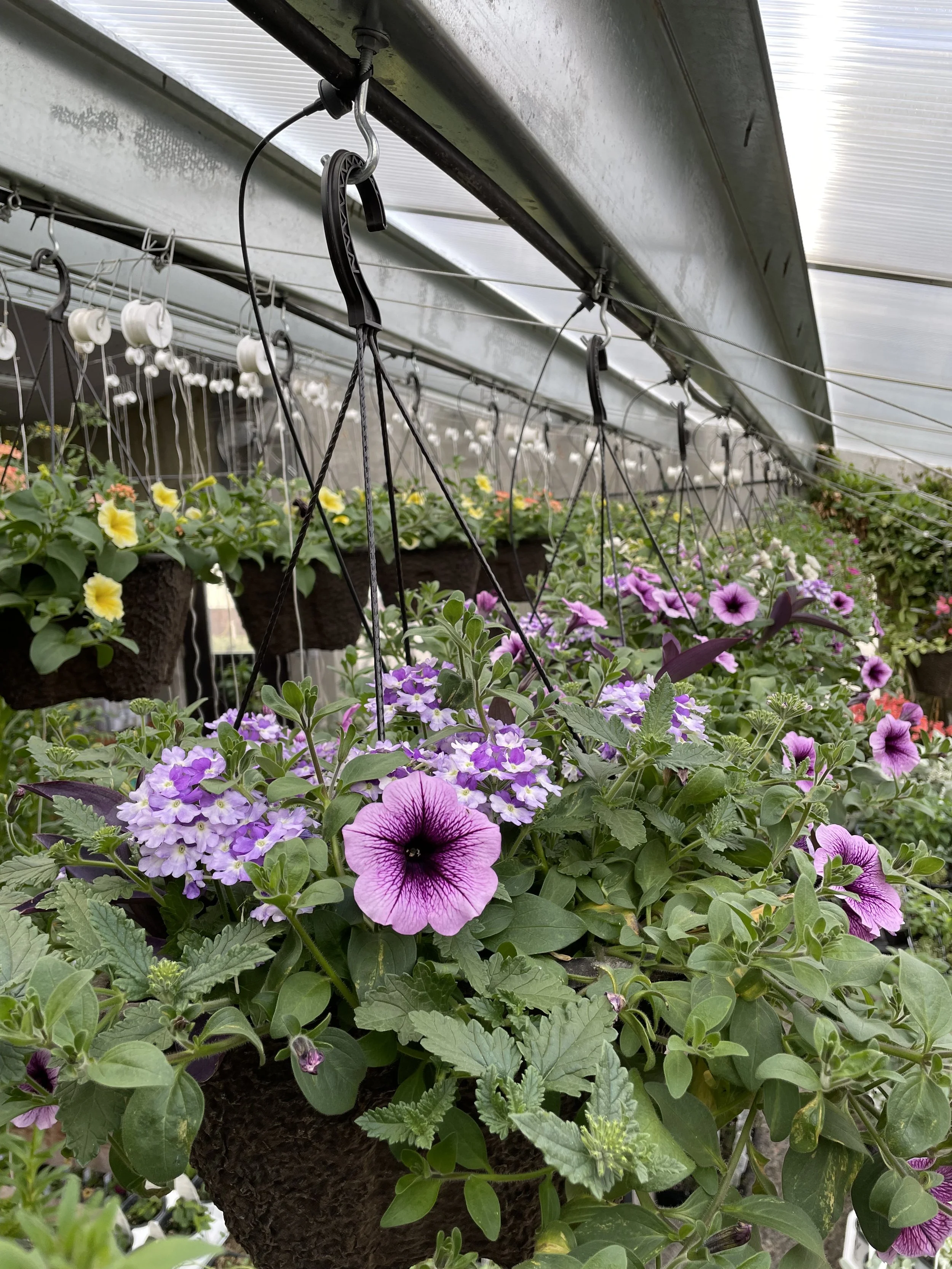 12" Square Hanging Basket PreOrder