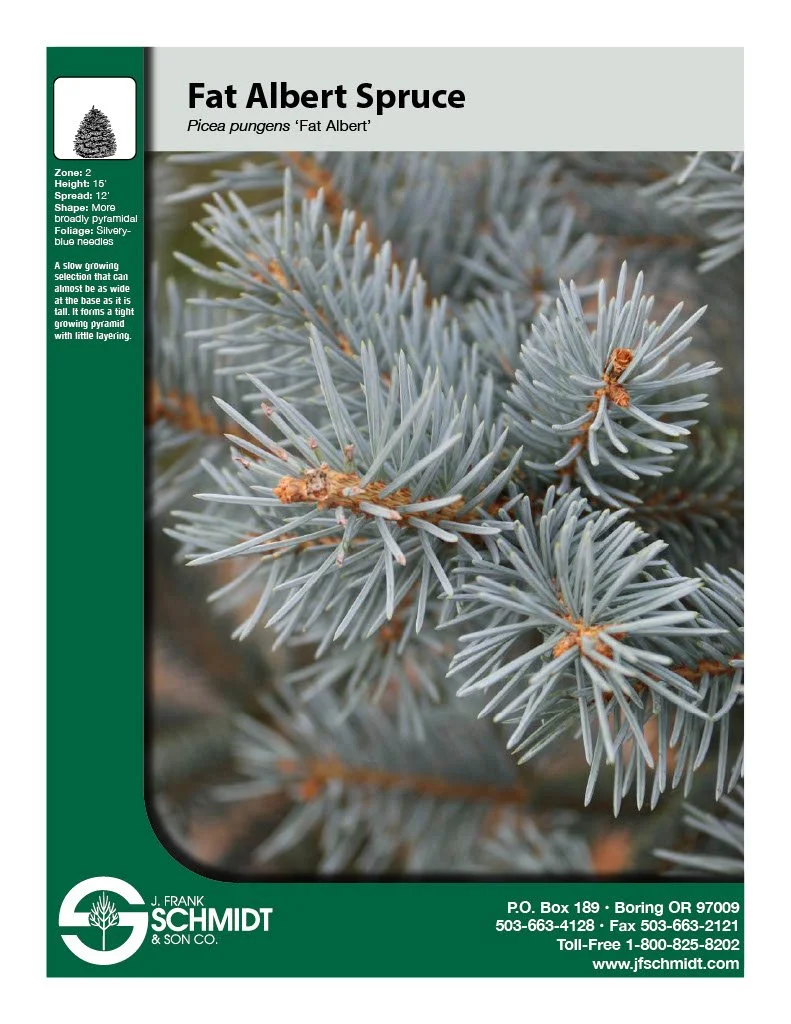 Fat Albert Spruce (Picea pungens 'Fat Albert') 6' B&B