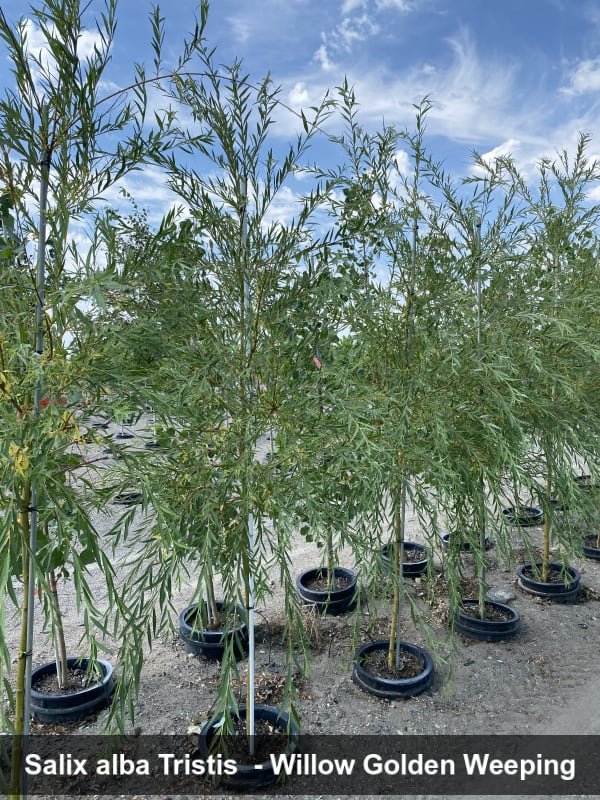 golden weeping willow.jpg