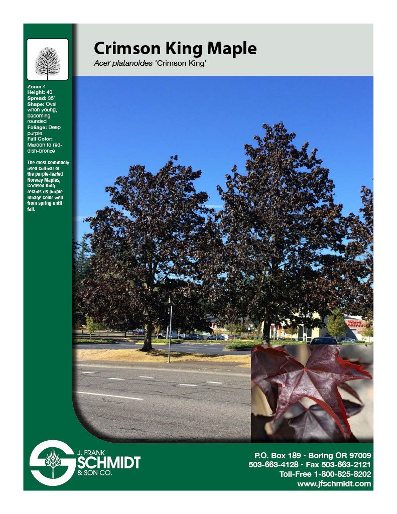 Crimson King Maple.jpg (Copy)