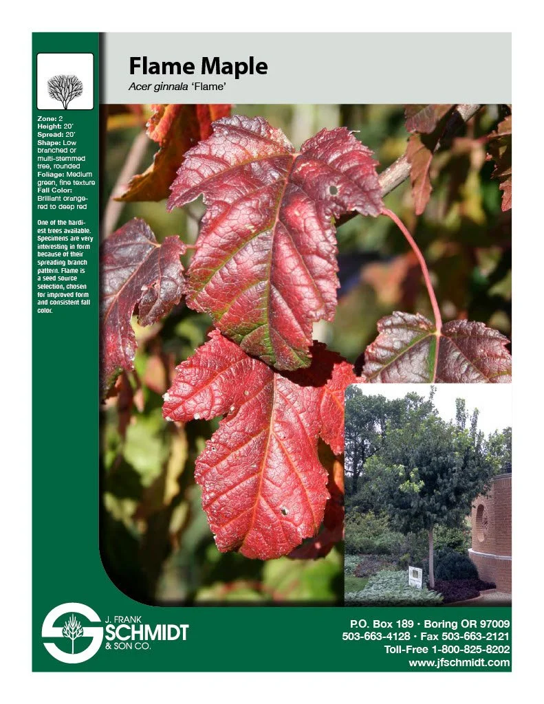 Flame Amur Maple (2).jpg