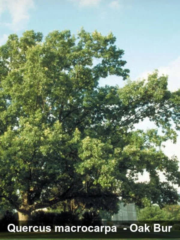 bur oak2.jpg