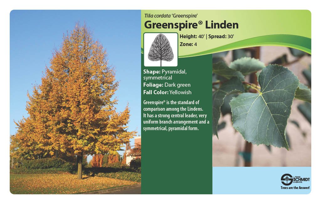 Greenspire Linden (2).jpg