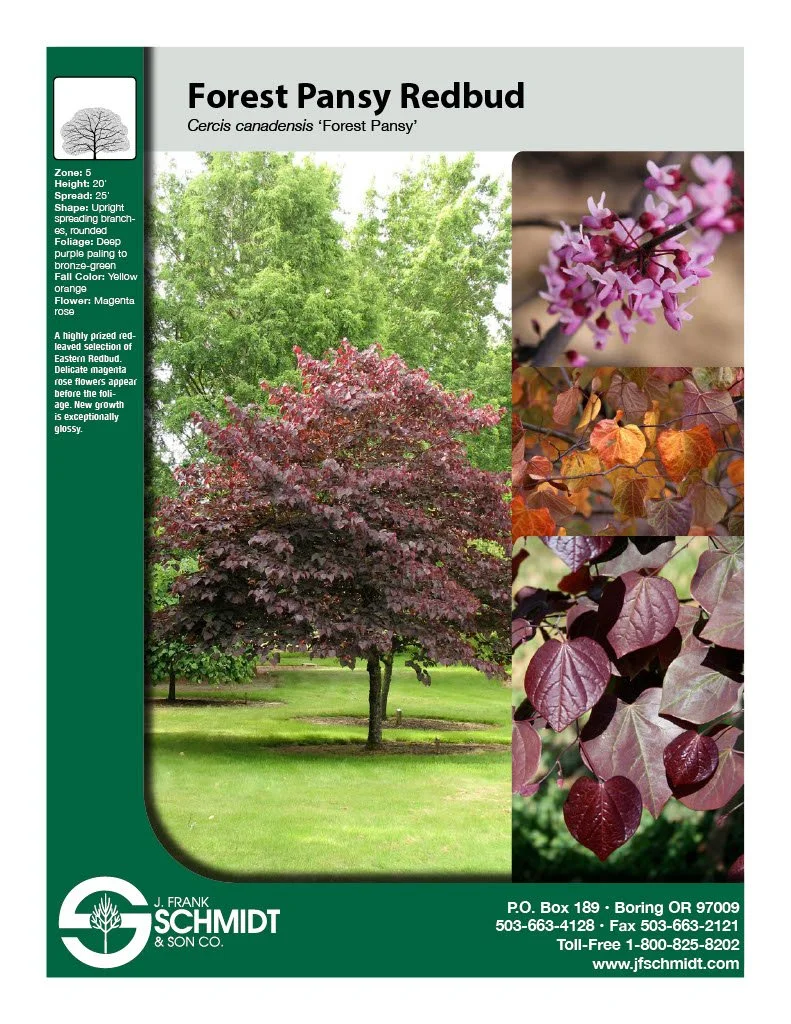 Forest Pansy Redbud.jpg