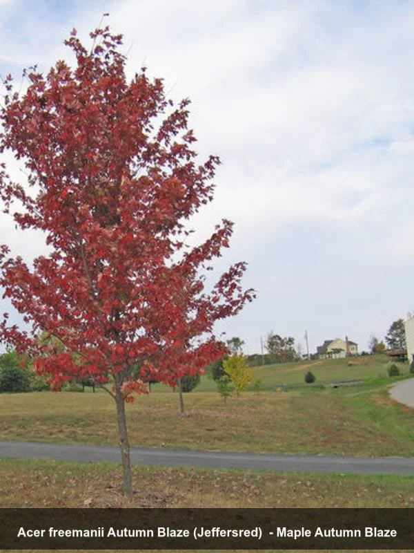 autumn blaze maple.jpg (Copy) (Copy)