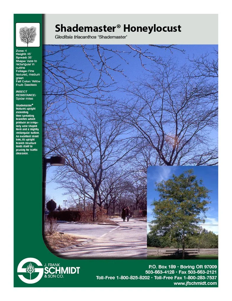 Shademaster Honeylocust (2).jpg (Copy) (Copy) (Copy)