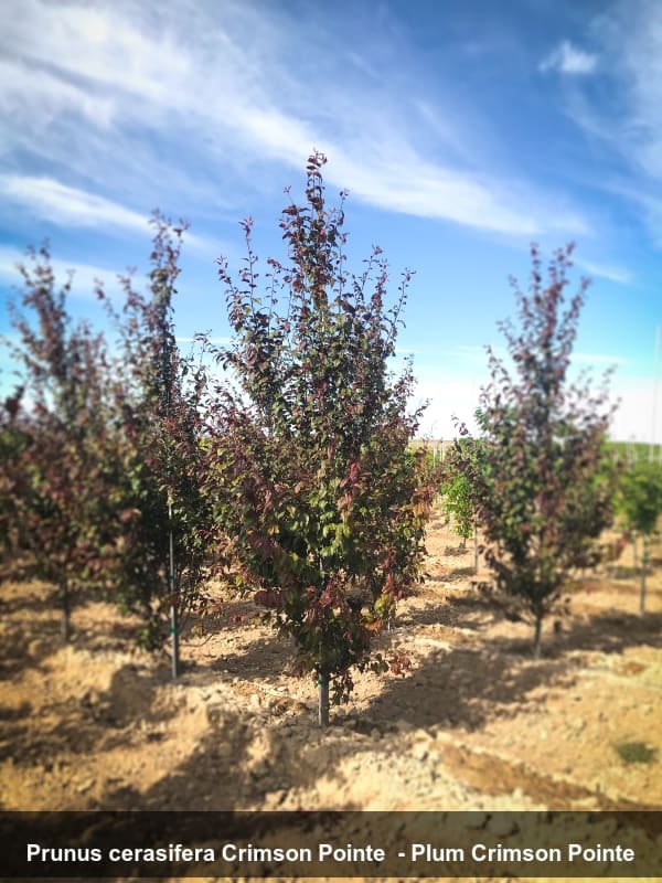 crimsonpointe flowering plum 2.jpg (Copy)