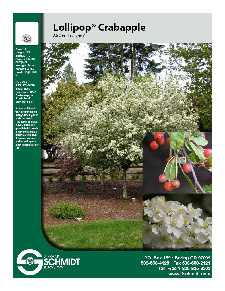 Lollipop Crabapple (Malus Lollizam) #10