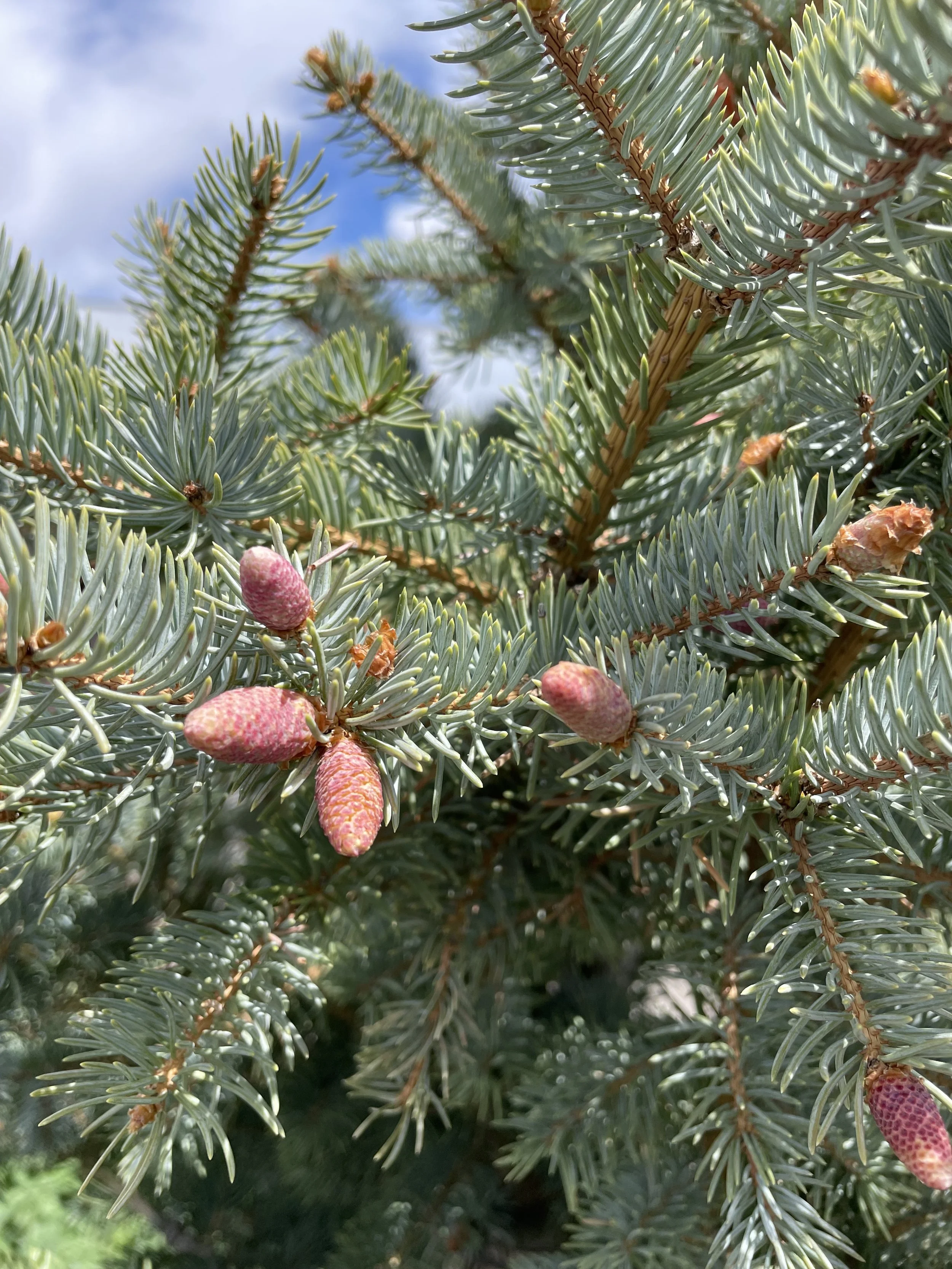 Photo May 23 2025, 11 20 47 AM.jpg