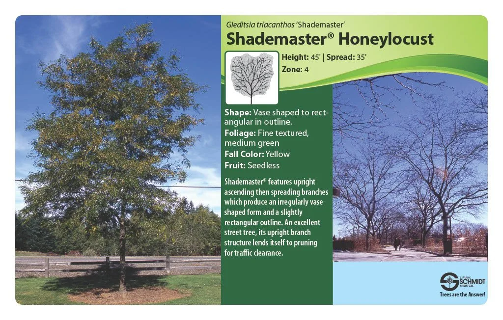 Shademaster Honeylocust.jpg (Copy) (Copy) (Copy)