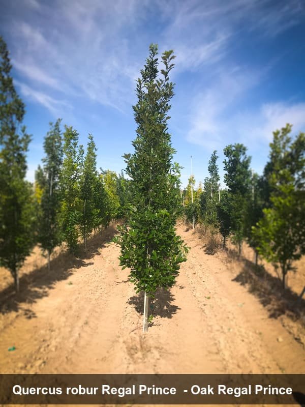 regal_prince_oak.jpg